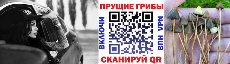 Галлюциногенные грибы Cubensis  Тында 